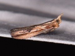 Ancylostomia stercorea