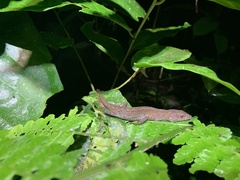 Gelanesaurus flavogularis