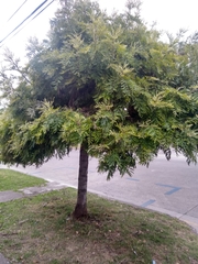 Senna siamea