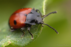 Endomychus biguttatus