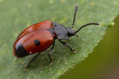Endomychus biguttatus