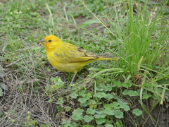 Sicalis flaveola