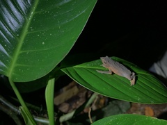 Rhinella festae