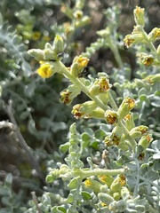 Errazurizia benthamii