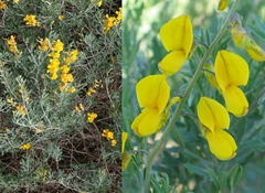 Calobota cytisoides