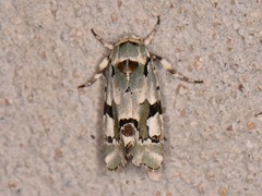Emarginea percara