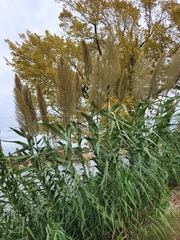 Arundo donax