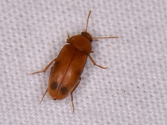 Diclidia