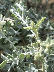 Errazurizia benthamii