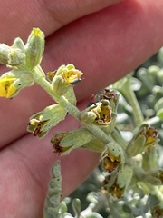 Errazurizia benthamii