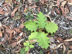 Solanum chrysotrichum