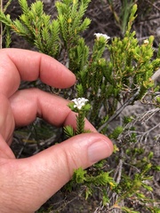 Euchaetis