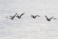 Anser brachyrhynchus