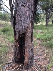 Corymbia gummifera