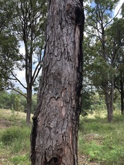 Corymbia gummifera