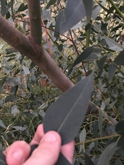 Eucalyptus leucoxylon
