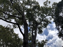 Corymbia gummifera