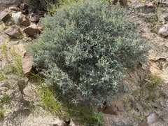 Errazurizia benthamii