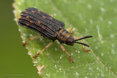 Sumitrosis inaequalis