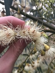 Eucalyptus leucoxylon