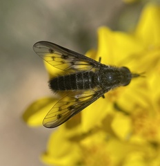 Thevenetimyia affinis