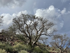 Pachycormus discolor