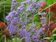 Limonium perezii
