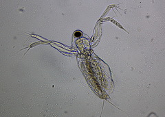 Sididae
