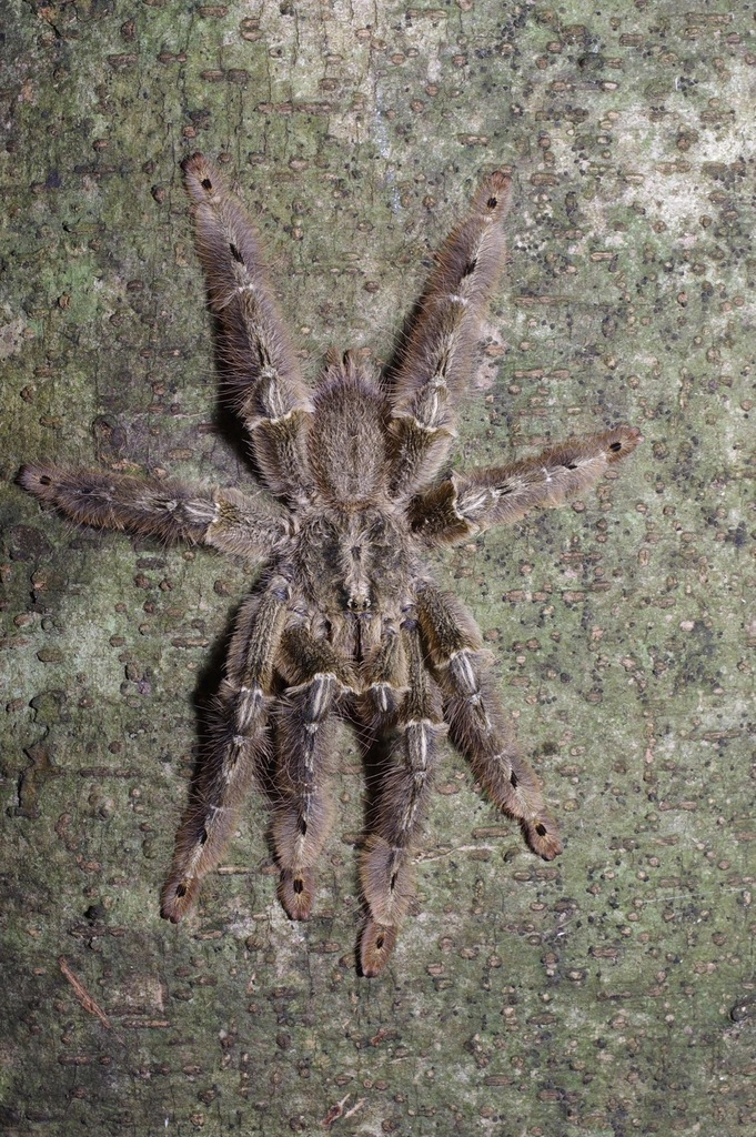 Western Baboon Spiders