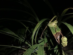 Rulyrana flavopunctata