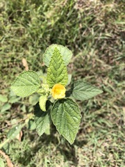 Sida cordifolia