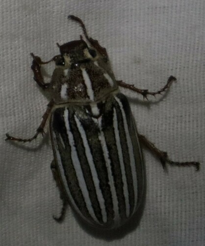 iNaturalist observation photo of Lined June Beetles