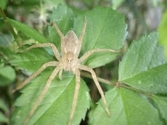 Dolomedes sulfureus