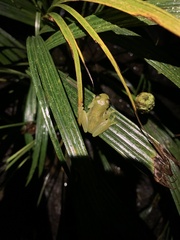 Rulyrana flavopunctata