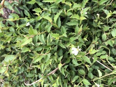 Scaevola albida