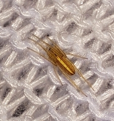 Larinia directa