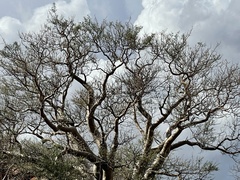 Pachycormus discolor