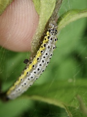 Pagyda quadrilineata