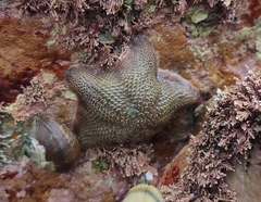Patiriella regularis