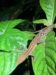 Gelanesaurus flavogularis