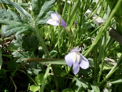 Mazus miquelii