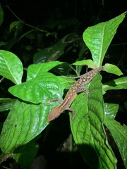 Gelanesaurus flavogularis