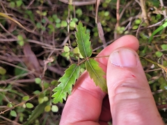 Rubus schmidelioides