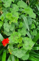 Pelargonium × hybridum