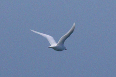 Pagophila eburnea