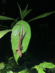 Gelanesaurus flavogularis