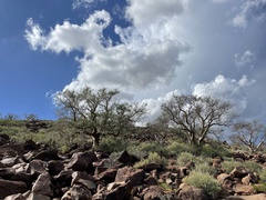 Pachycormus discolor