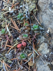 Sedum divergens
