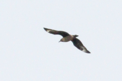 Stercorarius skua