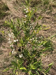 Gomphocarpus physocarpus